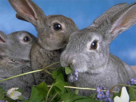 nanniepannies blog bunny month