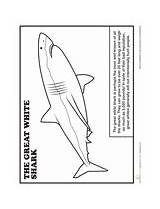 Reef Shark Tipped Coloring 43kb 170px sketch template