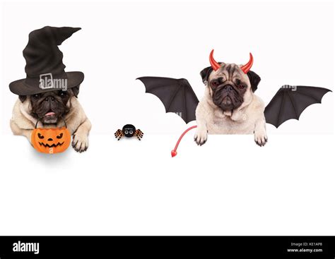 funny pug dog dressed   halloween  spider  pumpkin basket isolated objects  white