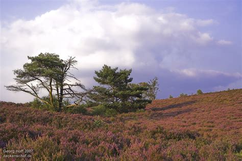 lüneburger heide