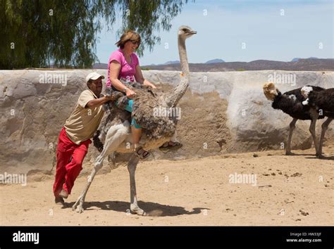 Ostrich Farm South Africa Woman Riding Ostrich Highgate Ostrich