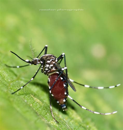 aedes mosquito neezhom photomalaya