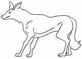 Coyote Coloring Pages Template Printable Kids sketch template
