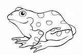Frog Coloring Pages Color sketch template