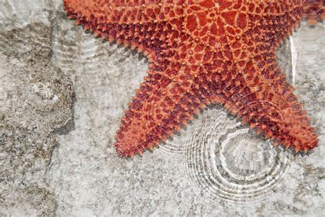 starfish natural habitat photograph  betsy knapp fine art america