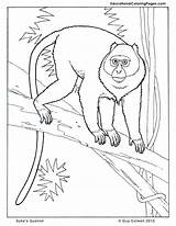 Coloring Primates Pages Guenon Book Monkey Two Colouringpages Au Animal Kids Printable sketch template