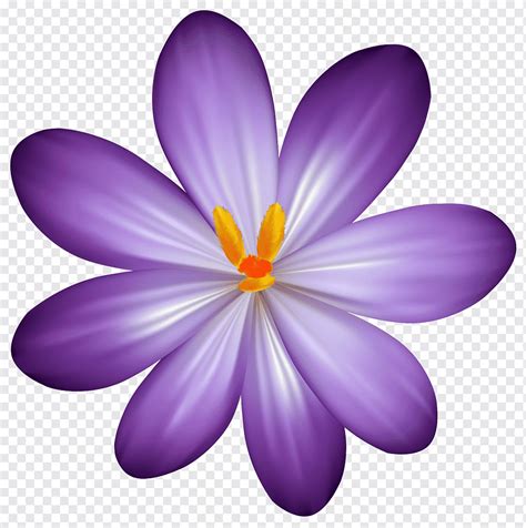 flor roxa acafrao roxo flor ilustracao de flor roxa violeta papel