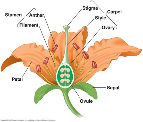 sexual reproduction  flowering plants class  biology practice