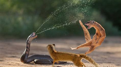 snake king cobra  mongoose real fight big battle   desert