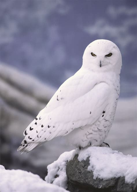 interesting facts  snowy owls haydens animal facts