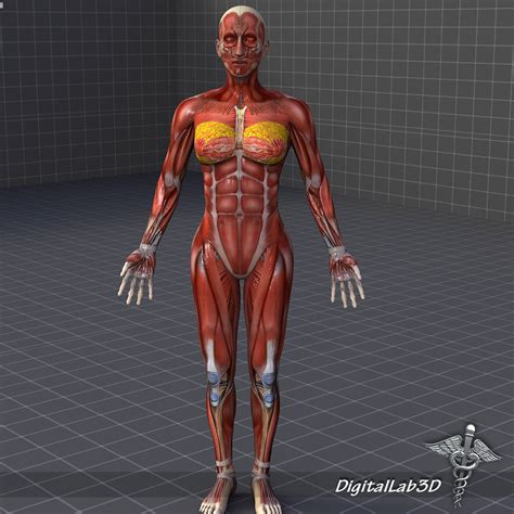 collection human male and female muscular system 3d model cgtrader