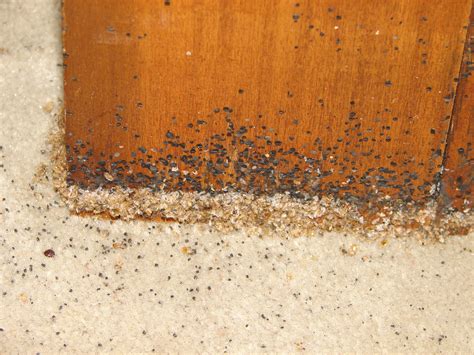 bed bugs  fecal spotting  wooden furniture bed bugs