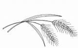 Wheat Coloring Pages Color sketch template