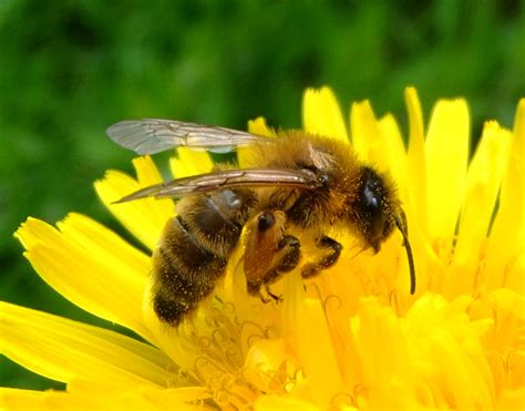 File Honey Bee On A Dandelion Sandy Bedfordshire 7002893894 