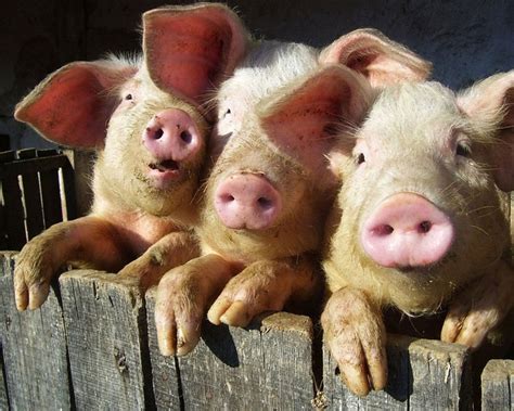 pin  cleia  piggies cute pigs pig animals friends