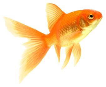 goldfish facts  interesting information  subject