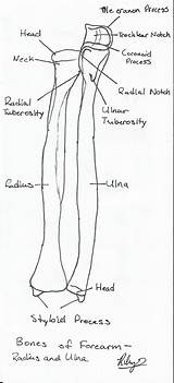 Radius Ulna Anatomy Forearm sketch template