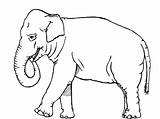 Elephants Kids Drawings Animals Stumble Bestappsforkids sketch template