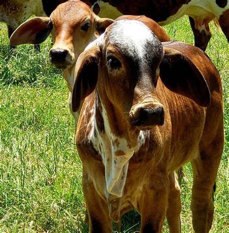 pin  vhr ranch  vhr ranch animals animals  farm