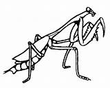 Mantis Praying Coloring Drawing Pages Colouring Clipart Getcolorings Fried Egg Clipartmag sketch template