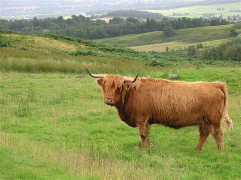 cattle breeds quiz wikivet english