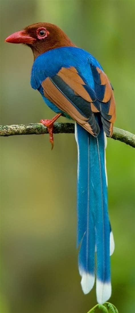 pirolle de ceylan est une espece de passereaux de la famille des corvidae endemique aux forets