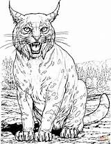 Coloring Lynx Pages Cat Printable Supercoloring sketch template