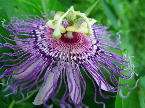 Passionflower Passiflora Incarnata Dm Flickr