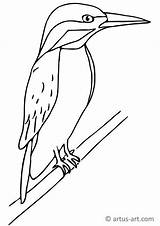 Eisvogel Kingfisher Malvorlage Ausmalbild Artus Ausdrucken Malvorlagen Gratis Ausmalbilder Pinguin Bunt Lowe Downloaden sketch template