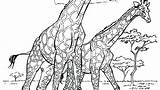 Pages Coloring Giraffe Adults Getcolorings Adult Printable Animals sketch template