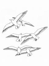 Coloring Pages Seagull Seagulls Birds Printable Print sketch template