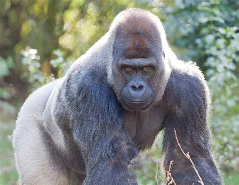 silver  gorilla facts images   wildlife
