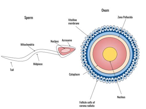 Difference Between Sexual And Asexual Reproduction