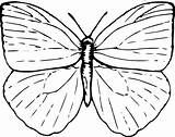 Line Butterfly Drawing Clip sketch template