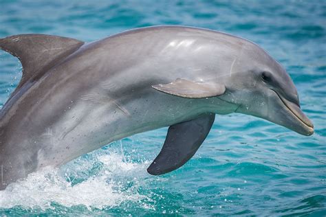 dolphins mammals worldatlas