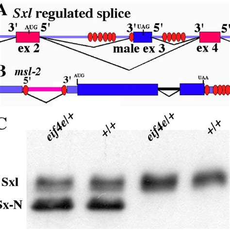 Eif4e Mutations Shift Sxl Regulated Splicing Toward Male Mode Although