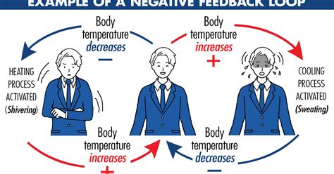 examples  negative feedback loops yourdictionary