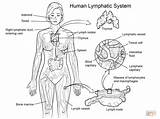 Lymphatic Nervous Linfatico Linfático Dibujo Immune Endocrine Template Vicoms sketch template