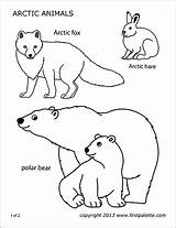 Arctic Printable Animals Fox Polar Coloring Pages Color Firstpalette Templates sketch template