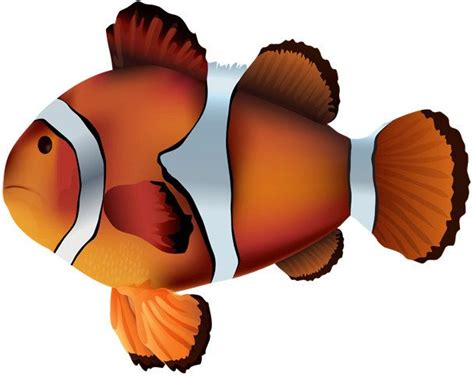 water baby image clownfish cutout clownfish imagefish imagefish