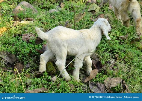 White Goat In Pathways Of Agricultural Fild In Rural Indian Villages