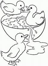 Coloring Duck Duckling Pages Swim Wood Printable Ugly Ducks Print Cute Swimming Drawing Ducklings Color Kids Clipart Getcolorings Bowl Sheets sketch template