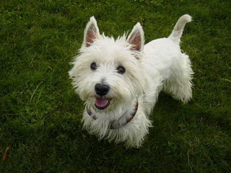 west highland white terrier spockthedogcom