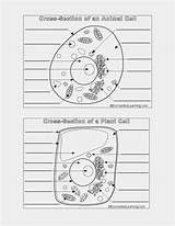 Cell Plant Worksheet Label Excel Db Labeling Contemplate Factors Making When sketch template