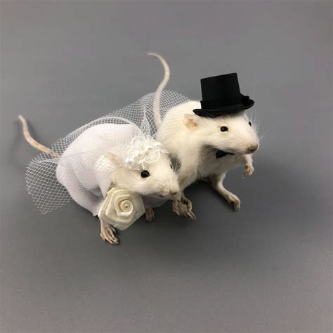 taxidermy wedding mouse couple bride  groom mice cake etsy