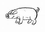Schwein Cerdo Maiale Varken Porc Cochon Malvorlage Kleurplaat Pigs Colorat Ausdrucken Planse Desene Ausmalbild Quia Coloriages Granja Educima Grote sketch template