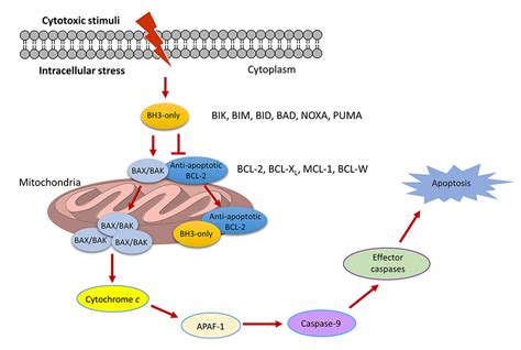 protacs  effective  addressing  platelet toxicity   bcl xl inhibitors