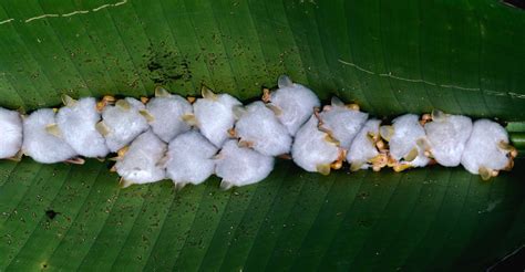 honduran white tent bats roosting   heliconia leaf   sever   length
