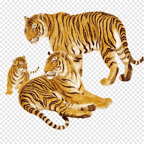 bengal tigers illustration tiger animal cat wildlife hand