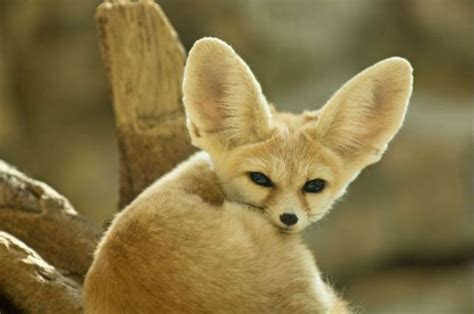 the fennec fox very cute 25 photos